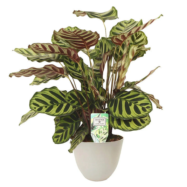 Calathea Makoyana in vaso avorio - Pianta d'appartamento con foglie a motivo pavone