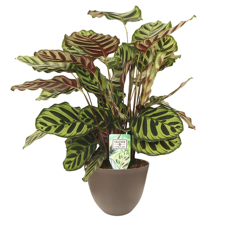 Calathea Makoyana in vaso tortora da 22 cm - Pianta da interno tropicale con foglie decorative