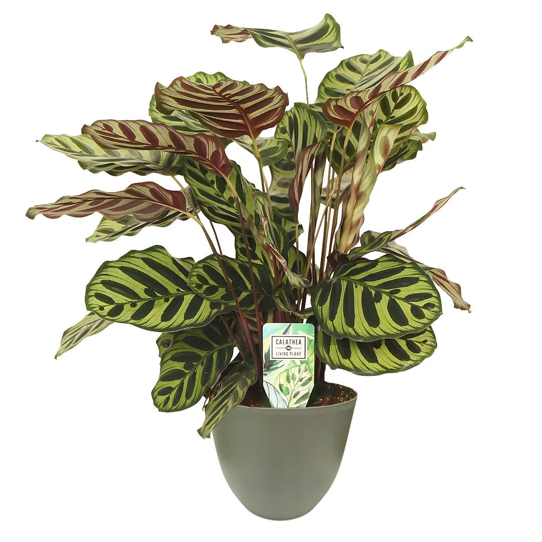 Calathea Makoyana in vaso verde salvia - Pianta ornamentale tropicale alta 65 cm