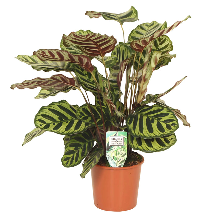 Calathea Makoyana in vaso nursery da 17 cm - Pianta tropicale da interno senza coprivaso