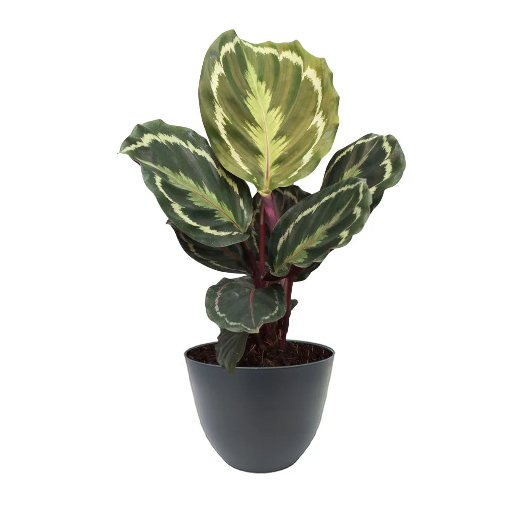 Calathea Medallion con vaso antracite Ø13 cm in plastica riciclata, foglie verdi con variegature crema e retro violaceo