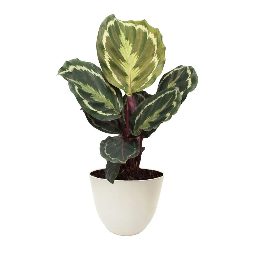 Calathea Medallion in vaso bianco 100% riciclato Ø13 cm, foglie ovali verdi con disegno simmetrico chiaro e retro viola