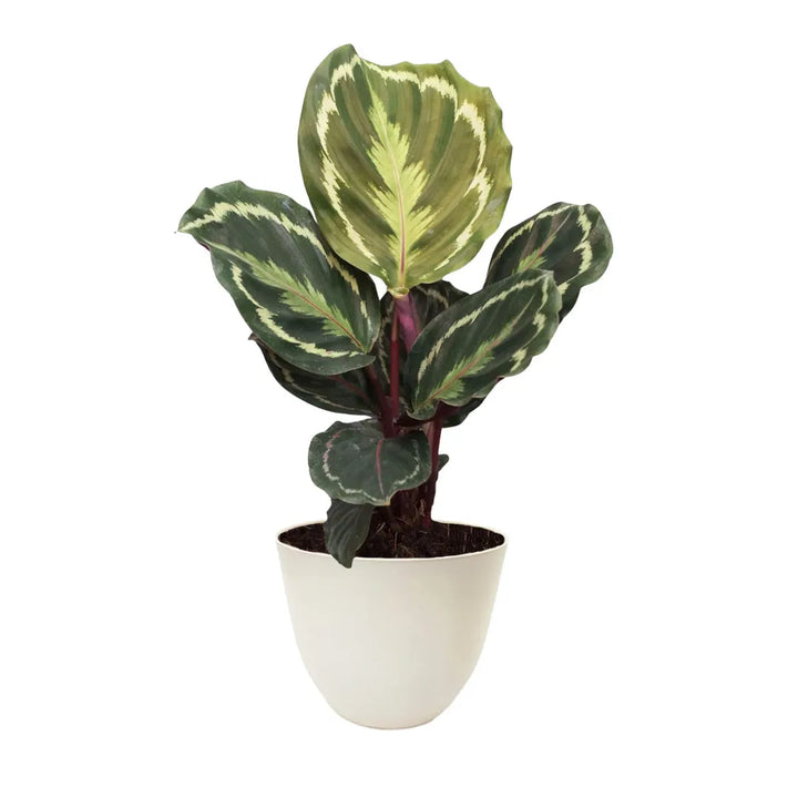 Calathea Medallion in vaso bianco 100% riciclato Ø13 cm, foglie ovali verdi con disegno simmetrico chiaro e retro viola