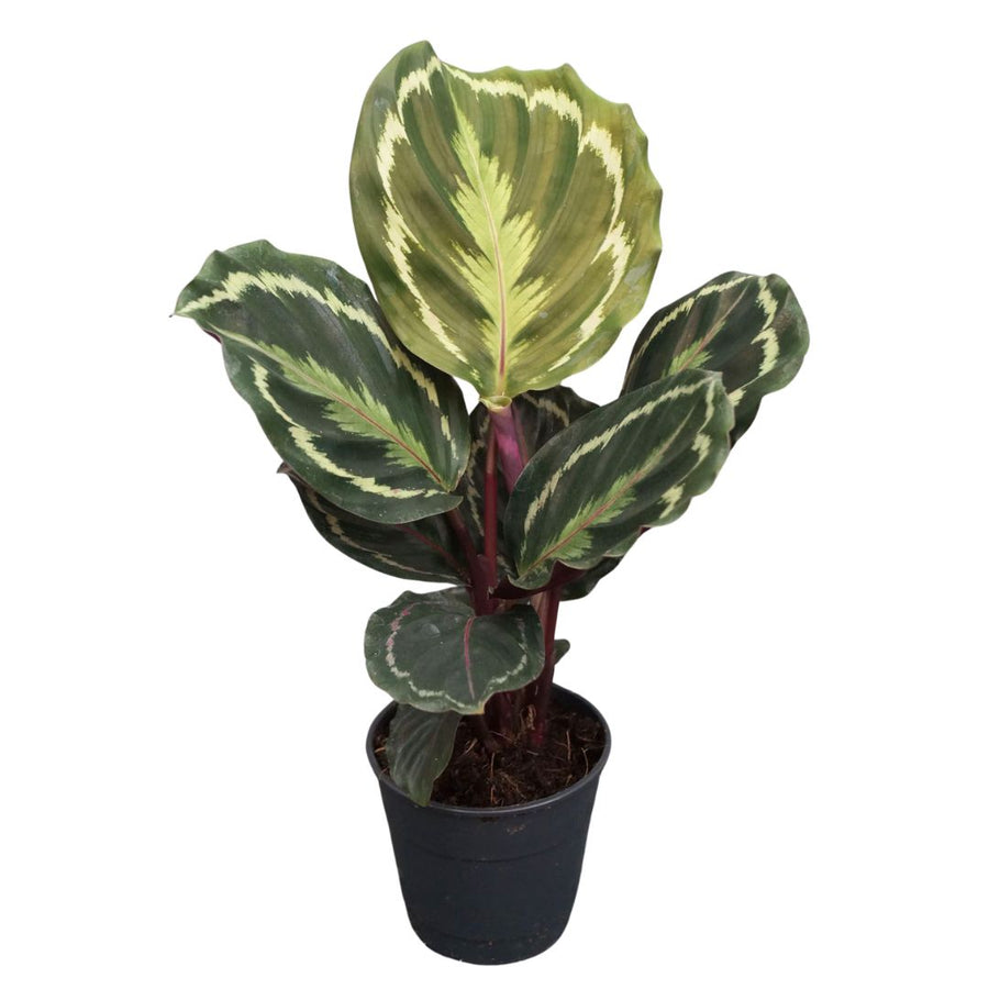 Calathea Medallion Vaso diametro 12 cm - i Giardini di Giulia  