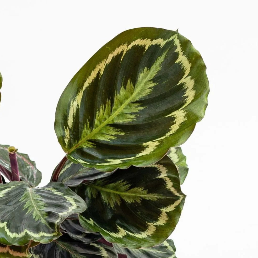 Calathea Medallion Vaso diametro 12 cm - i Giardini di Giulia  