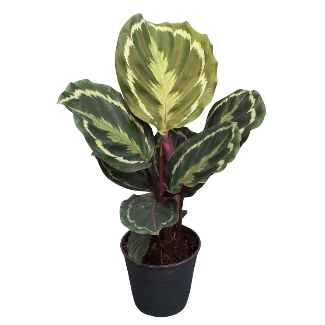 Calathea Medallion altezza 35 cm - i Giardini di Giulia 