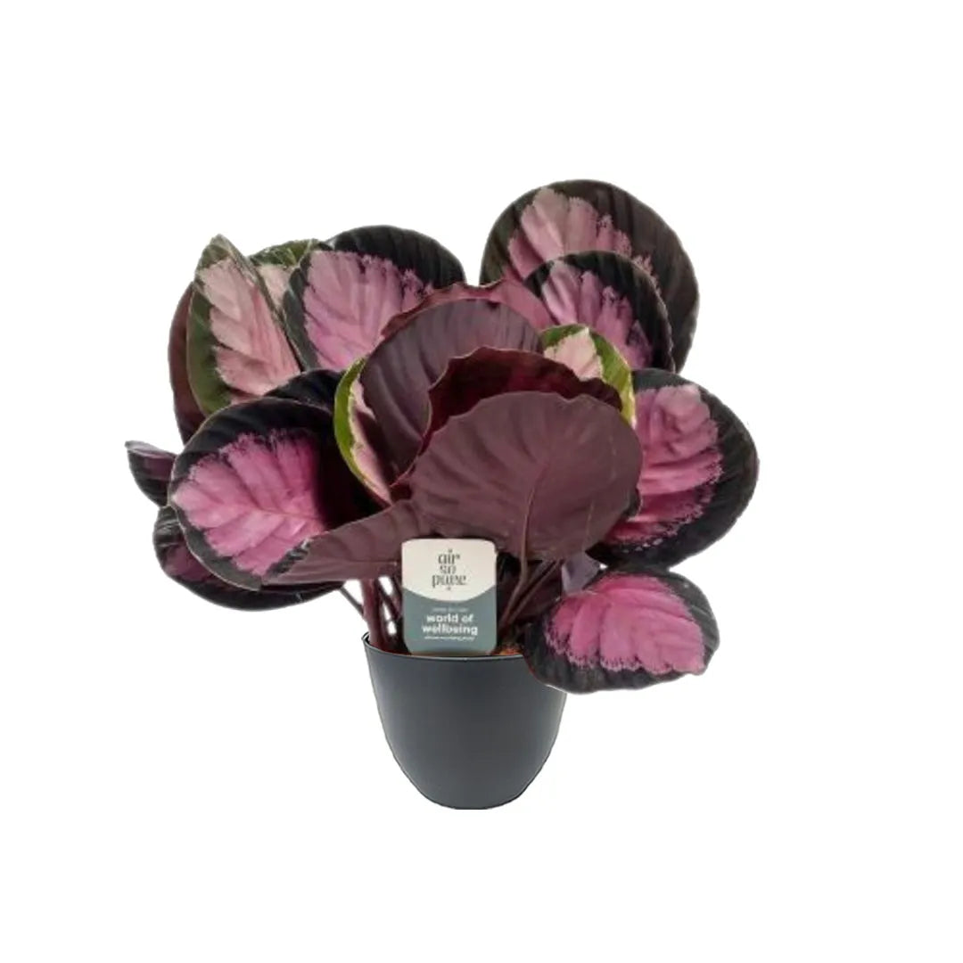 Calathea Roseopicta Crimson H.35 cm