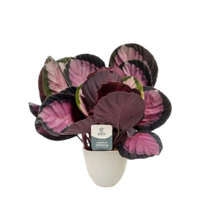 Calathea Roseopicta Crimson H.35 cm