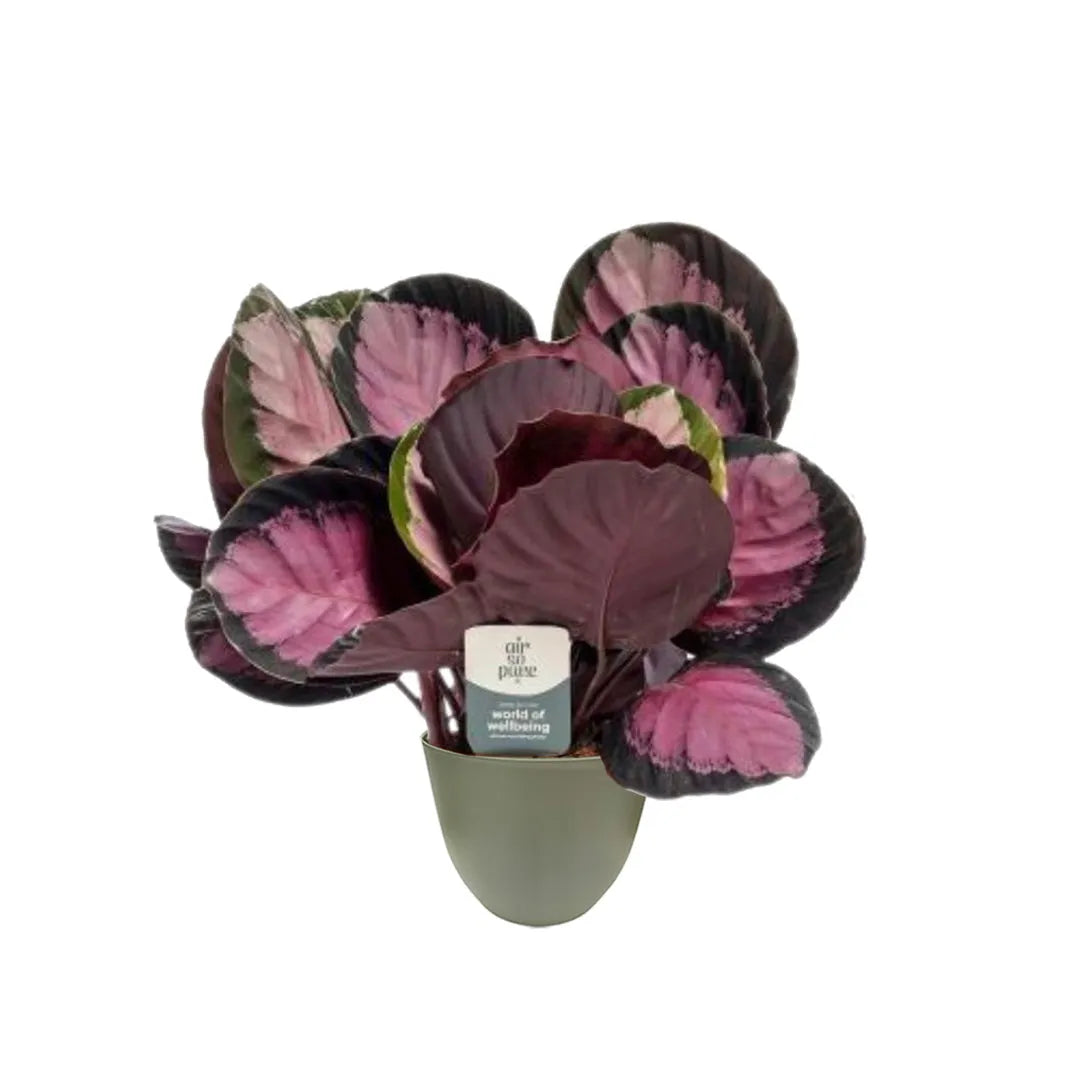 Calathea Roseopicta Crimson H.35 cm