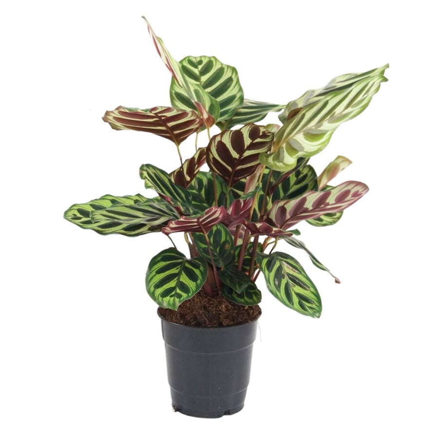  Pianta di Calathea Makoyana intera in vaso nero da coltivazione Ø12 cm, vista frontale