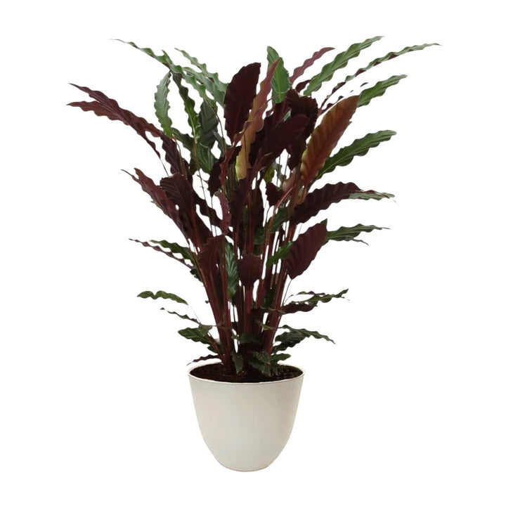 Pianta con foglie rosso scuro messa in un vaso colore avorio 