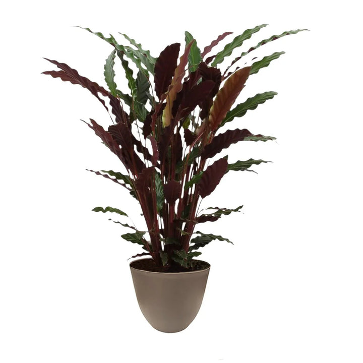 Calathea rufibarba H.65 cm