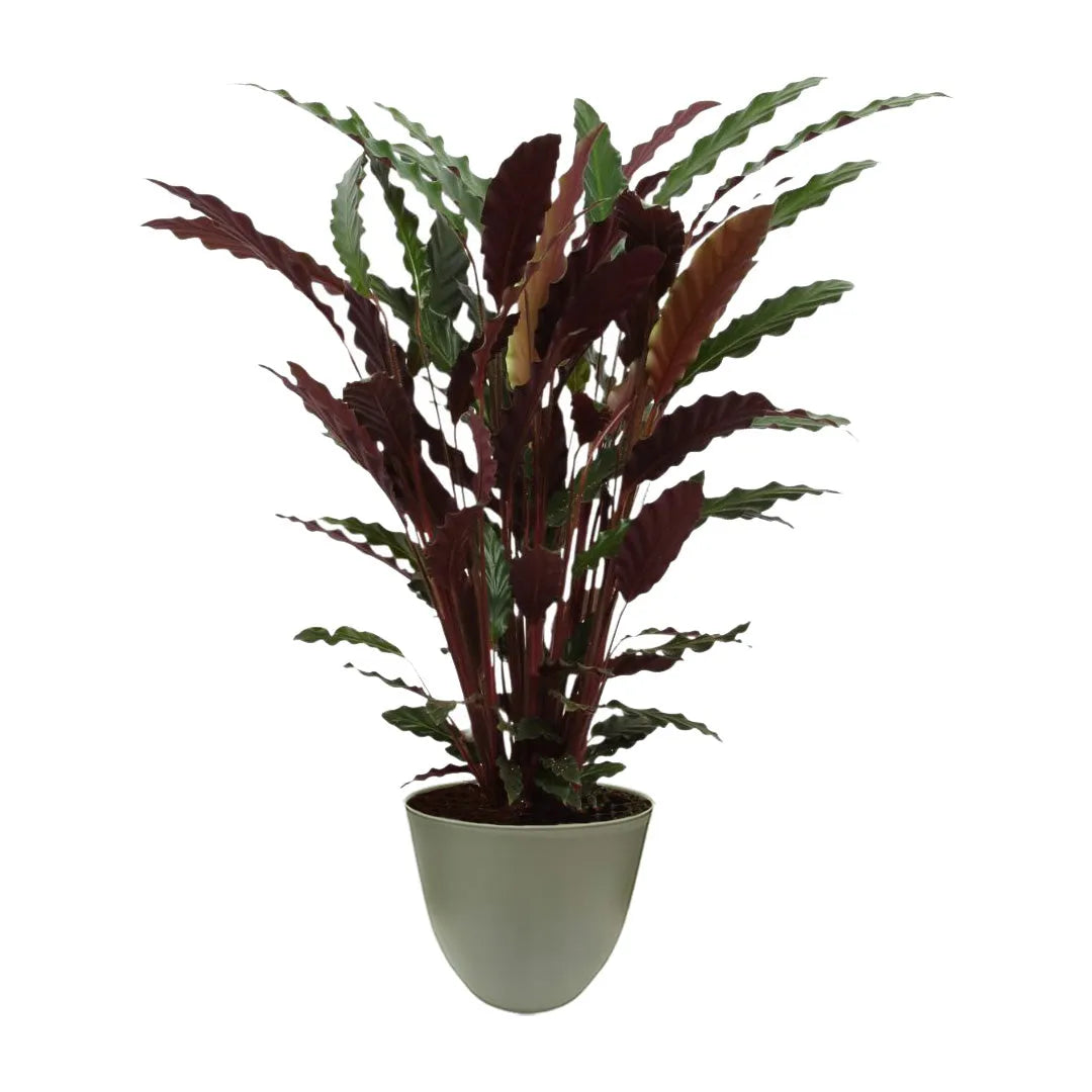Calathea rufibarba H.65 cm