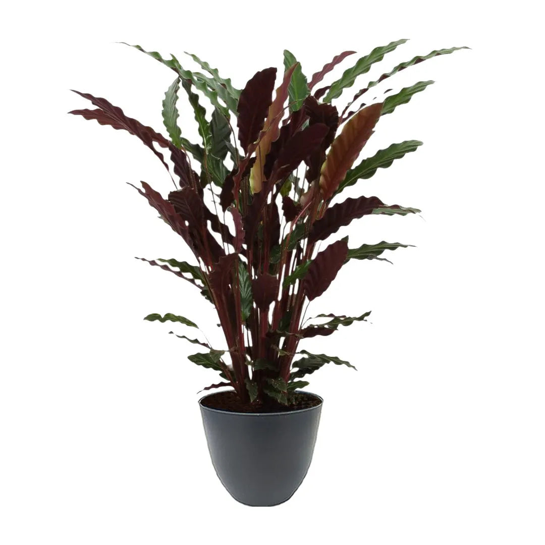 Calathea rufibarba H.65 cm