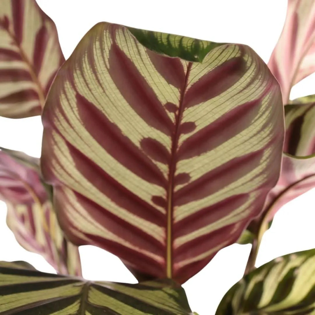 Dettaglio retro foglia Calathea Makoyana - Colore porpora

