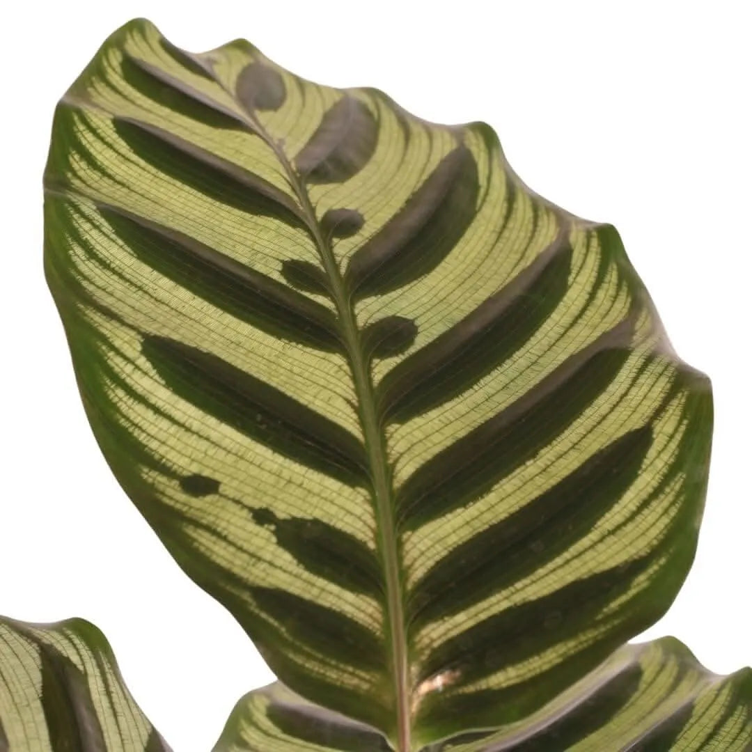 Primo piano foglia Calathea Makoyana - Disegni naturali


