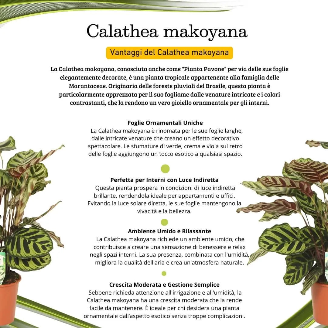 Calathea makoyana - i Giardini di Giulia  