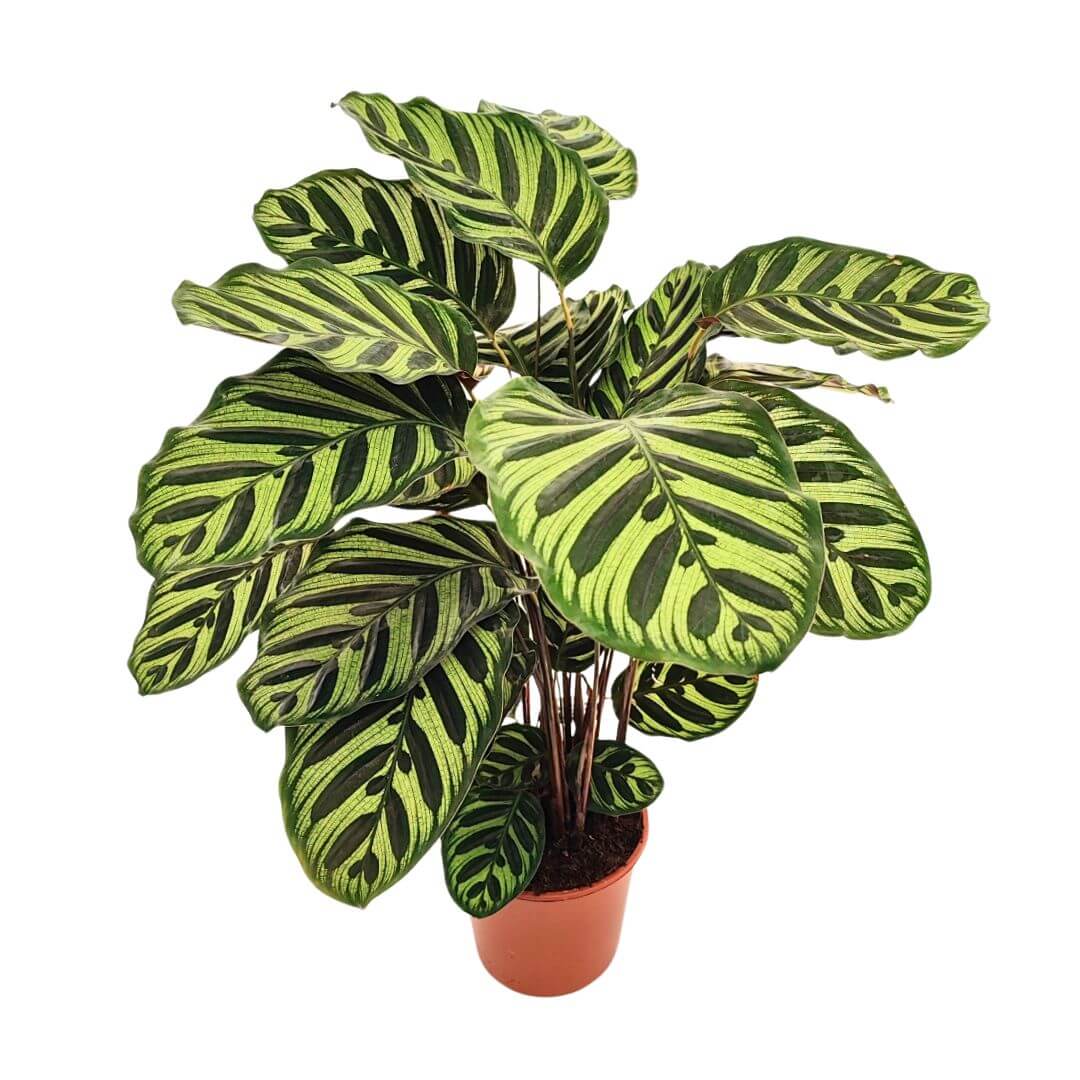 Calathea makoyana