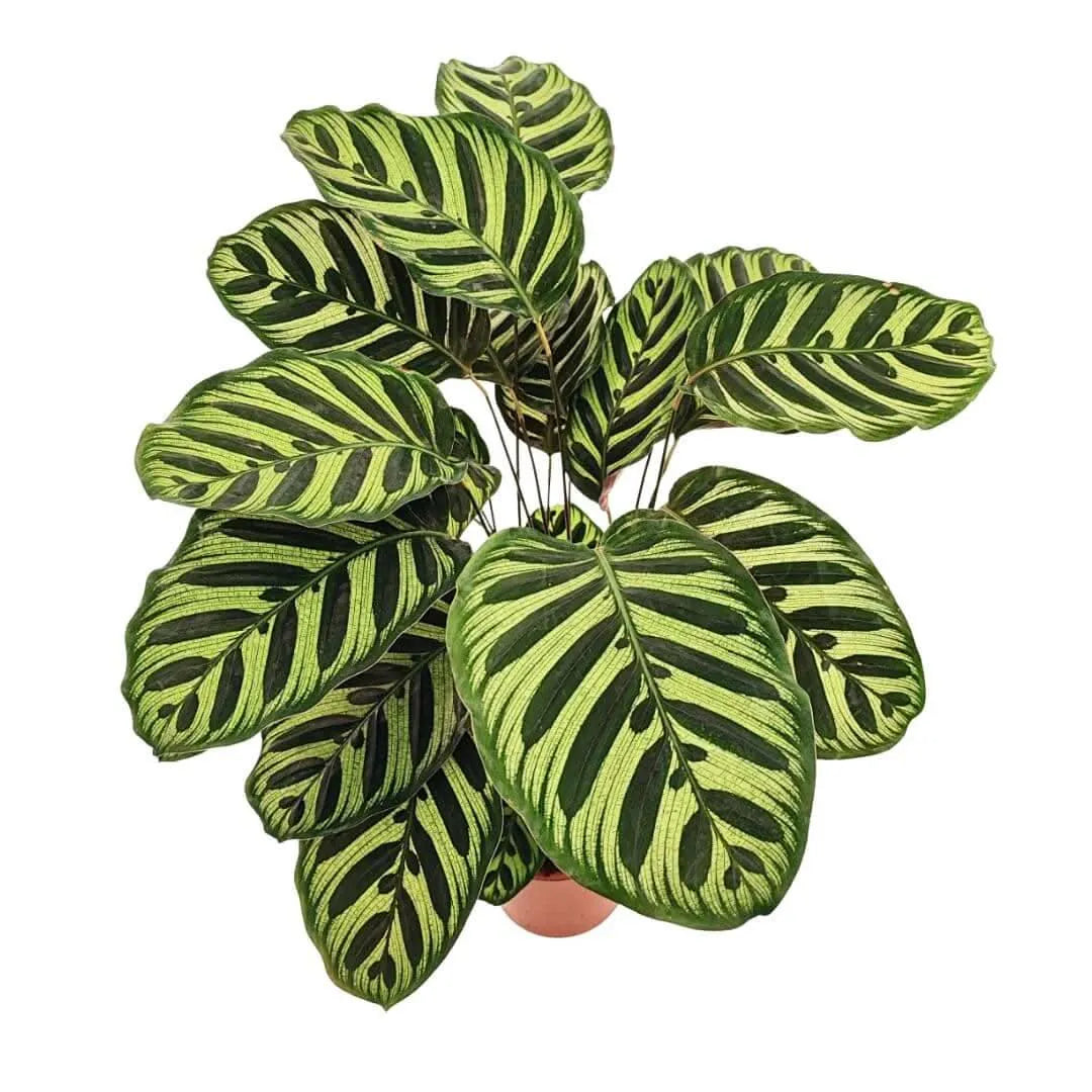 Vista frontale Calathea Makoyana - Foglie ampie e variegate

