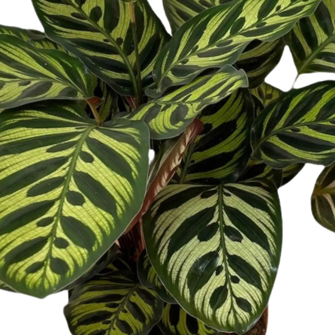 Dettaglio foglia di Calathea Makoyana con venature verde scuro e sfondo verde chiaro

