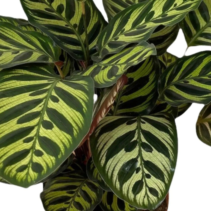 Dettaglio foglia di Calathea Makoyana con venature verde scuro e sfondo verde chiaro

