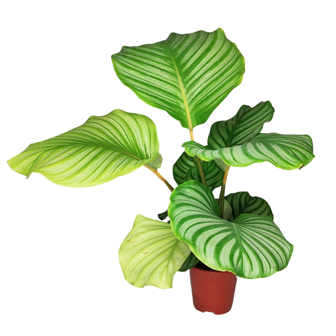 Pianta Calathea Orbifolia intera in vaso marrone con foglie verde chiaro e striature argento

