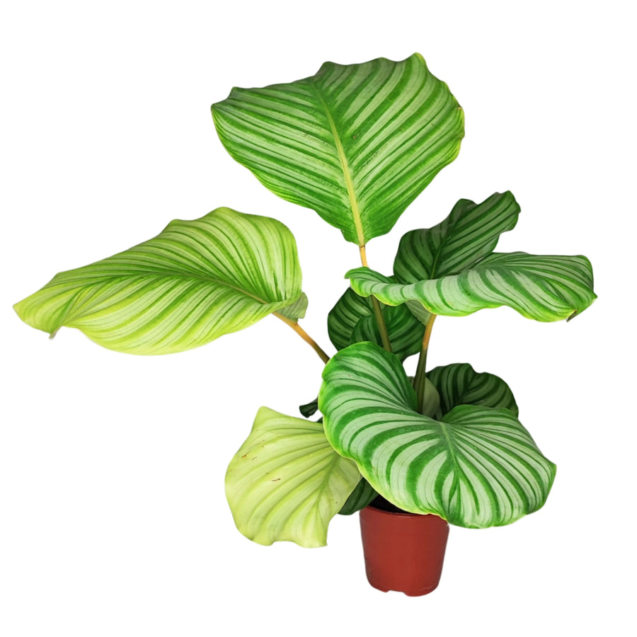 Pianta Calathea Orbifolia intera in vaso marrone con foglie verde chiaro e striature argento

