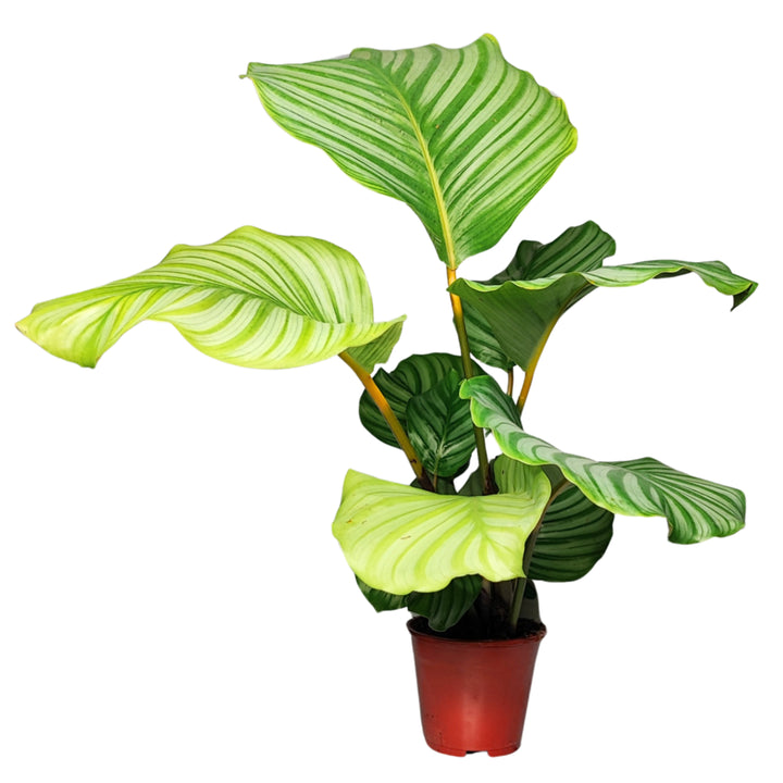 Calathea orbifolia altezza pianta 40 cm diametro vaso 14 cm