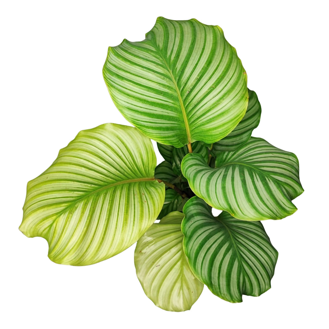 Vista dall’alto della Calathea Orbifolia con foglie rotonde verde chiaro e strisce argento

