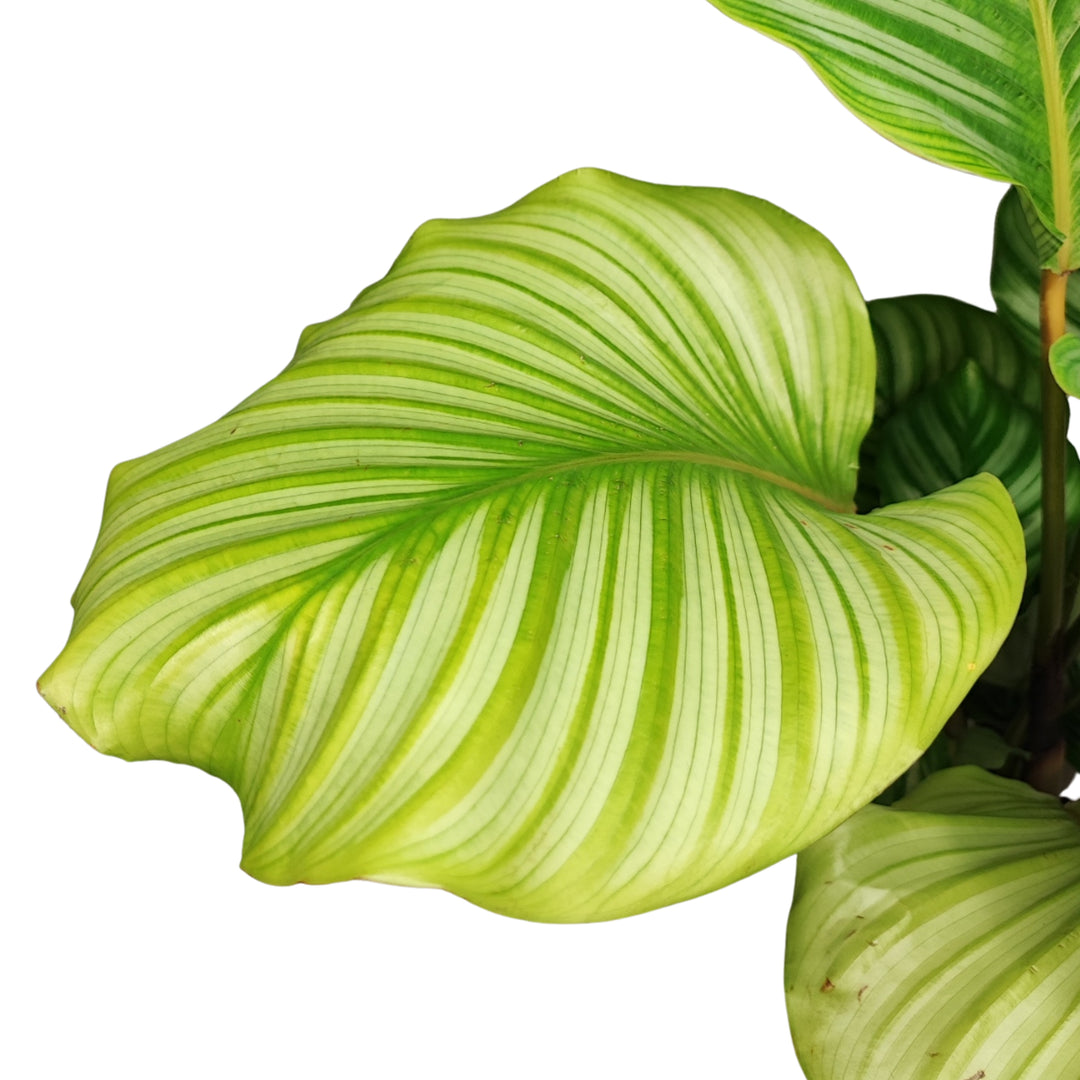 Calathea orbifolia altezza pianta 40 cm diametro vaso 14 cm