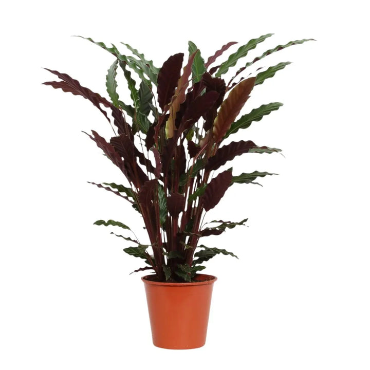 Calathea rufibarba D.17