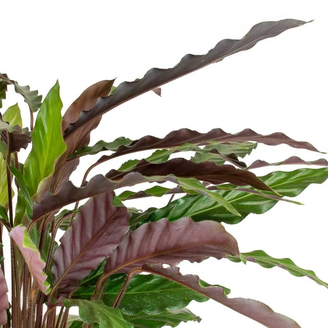 Calathea rufibarba D.17