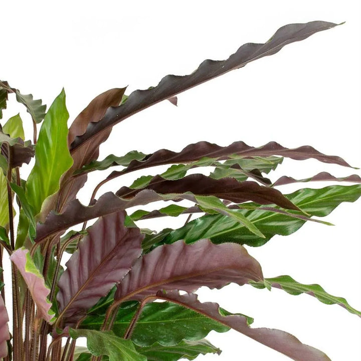 Calathea rufibarba D.17