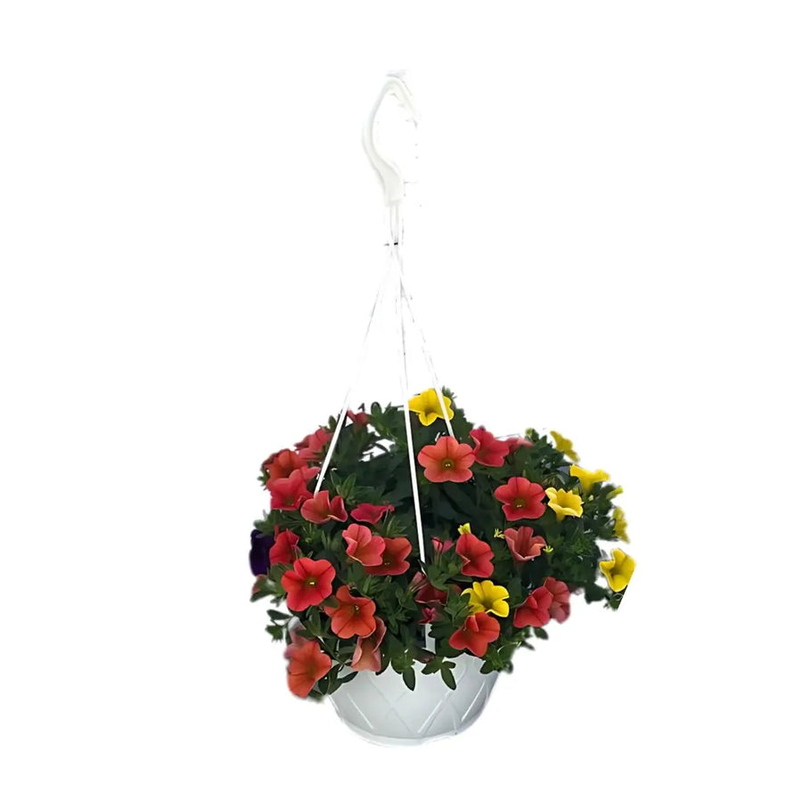 Calibrachoa tricolor in vaso basket Ø17 cm, altezza 45 cm, pianta fiorita da esterno con fiori rossi, gialli e arancioni, ideale per balconi e terrazzi