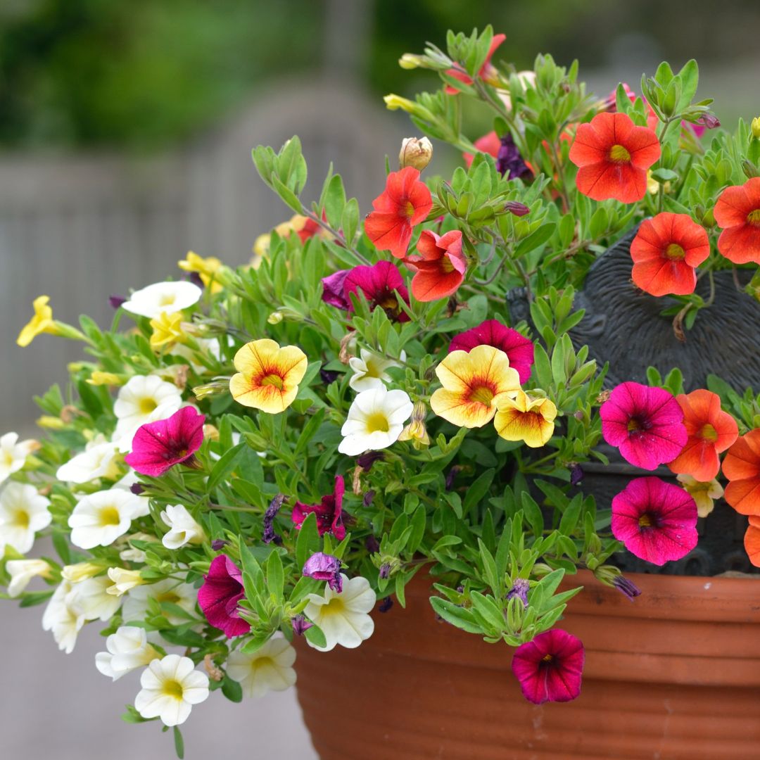 Calibrachoa tricolor in vaso basket 17 - i Giardini di Giulia  