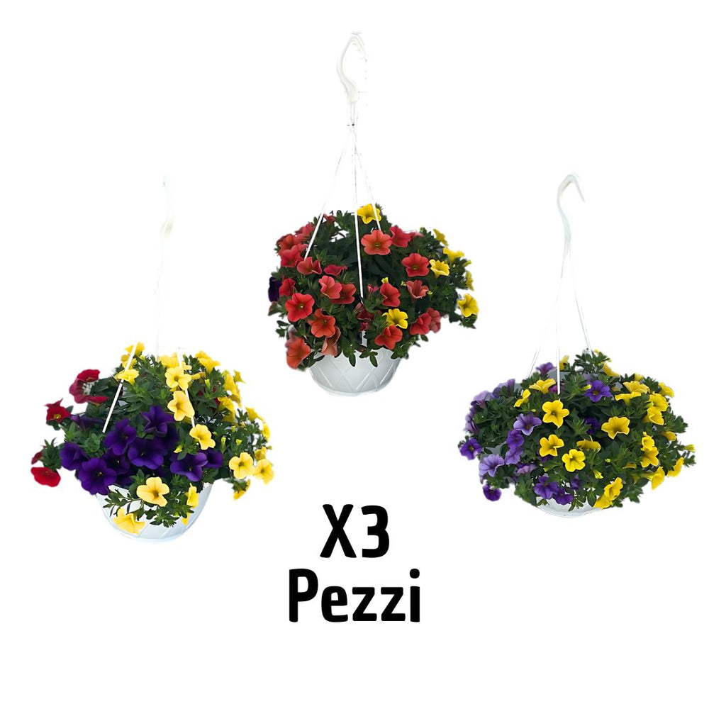 Set 3 piante di Calibrachoa tricolor in vaso basket Ø17 cm, altezza 45 cm, fioritura abbondante in tre combinazioni di colori: rosso-giallo, viola-giallo e rosso-giallo-arancio