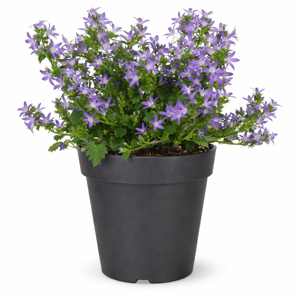 Campanula Catharina bocciolata - pianta fiorita blu-viola in vaso