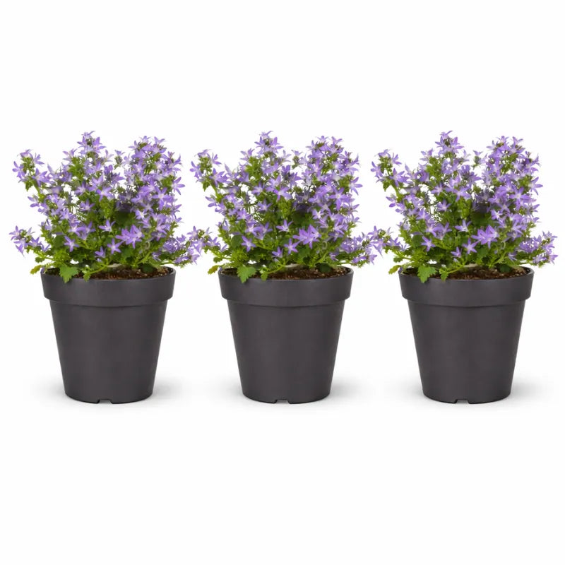 Campanula Catharina bocciolata - dettaglio dei fiori a campana