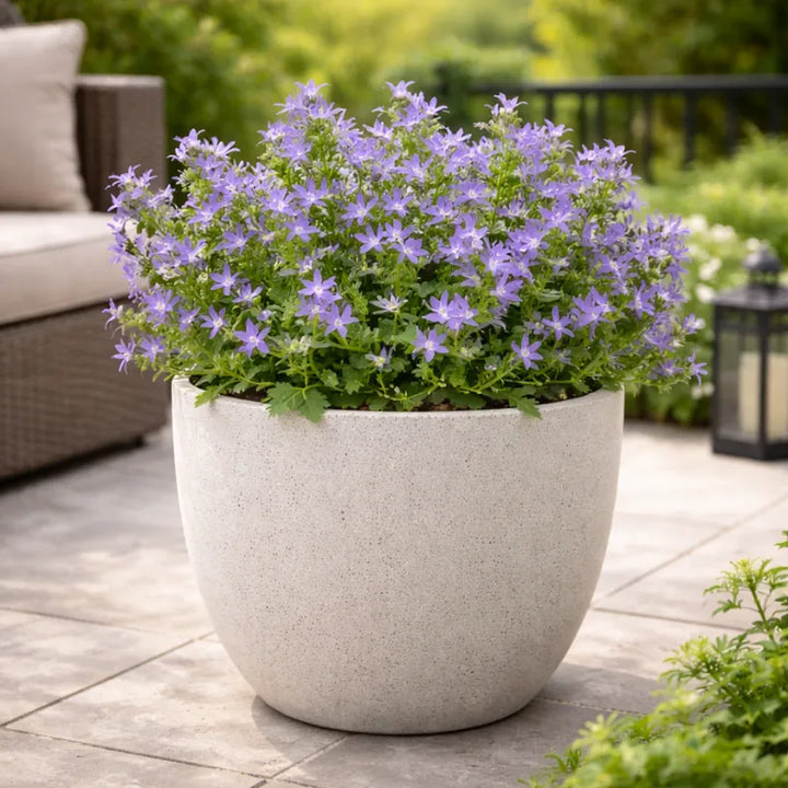 Campanula Catharina - pianta in vaso con boccioli e fiori aperti