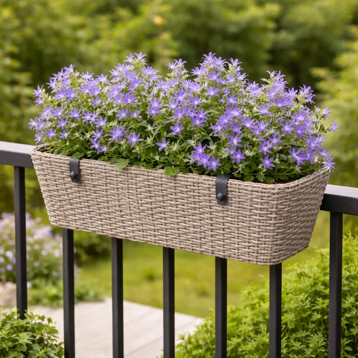 Campanula Catharina care - pianta sana e rigogliosa con foglie verdi