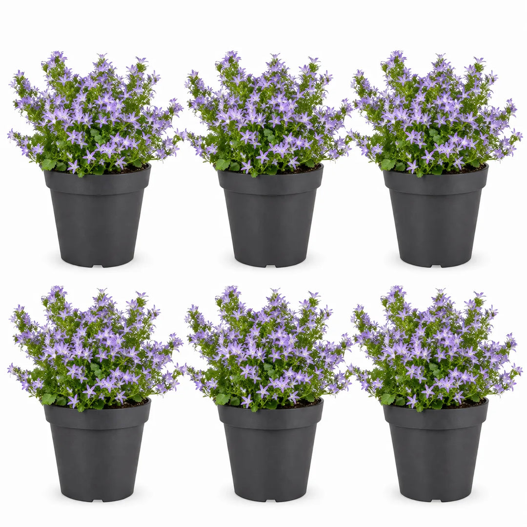 Campanula Catharina plant - vista dall'alto della pianta in fioritura