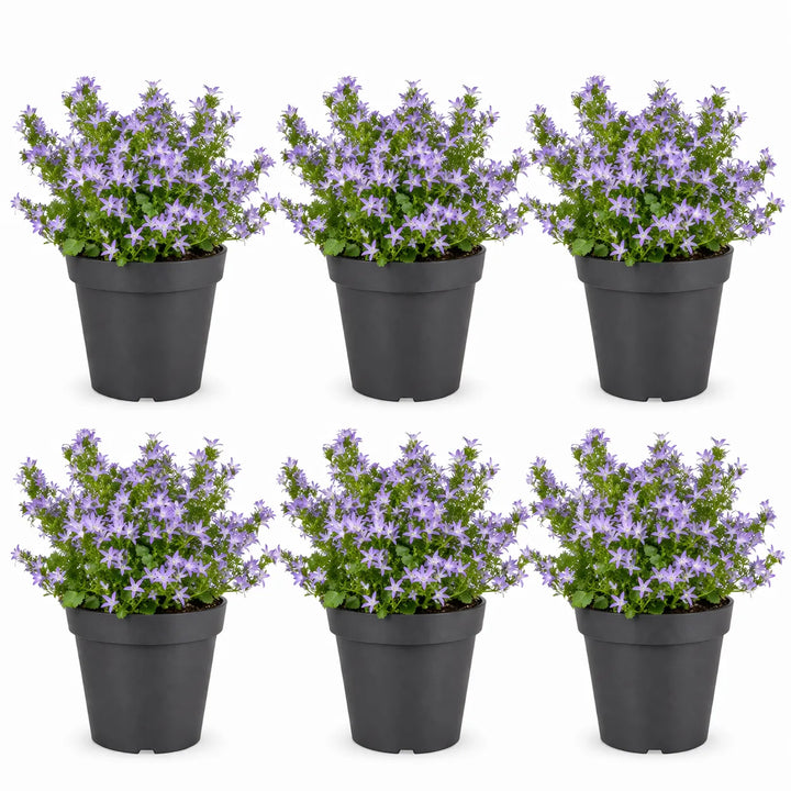 Campanula Catharina plant - vista dall'alto della pianta in fioritura