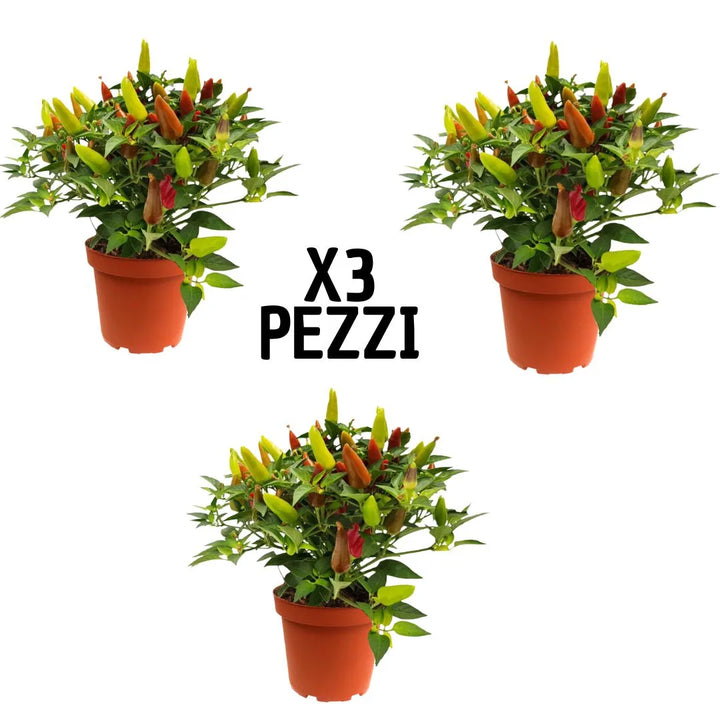 Set 3 piante Capsicum ornamentale in vaso 14 cm, frutti colorati rosso, arancio e giallo, pianta decorativa da esterno