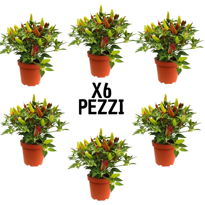 Set 6 piante di Capsicum decorativo in vaso 14 cm, pianta ornamentale con peperoncini colorati

