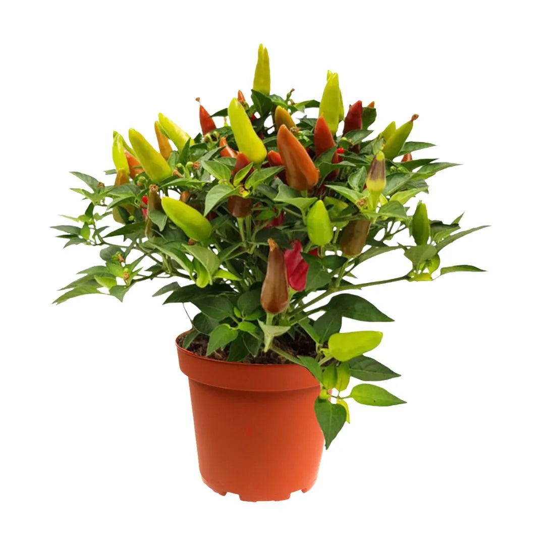 Capsicum ornamentale singolo in vaso 14 cm, pianta da esterno con frutti multicolore decorativi


