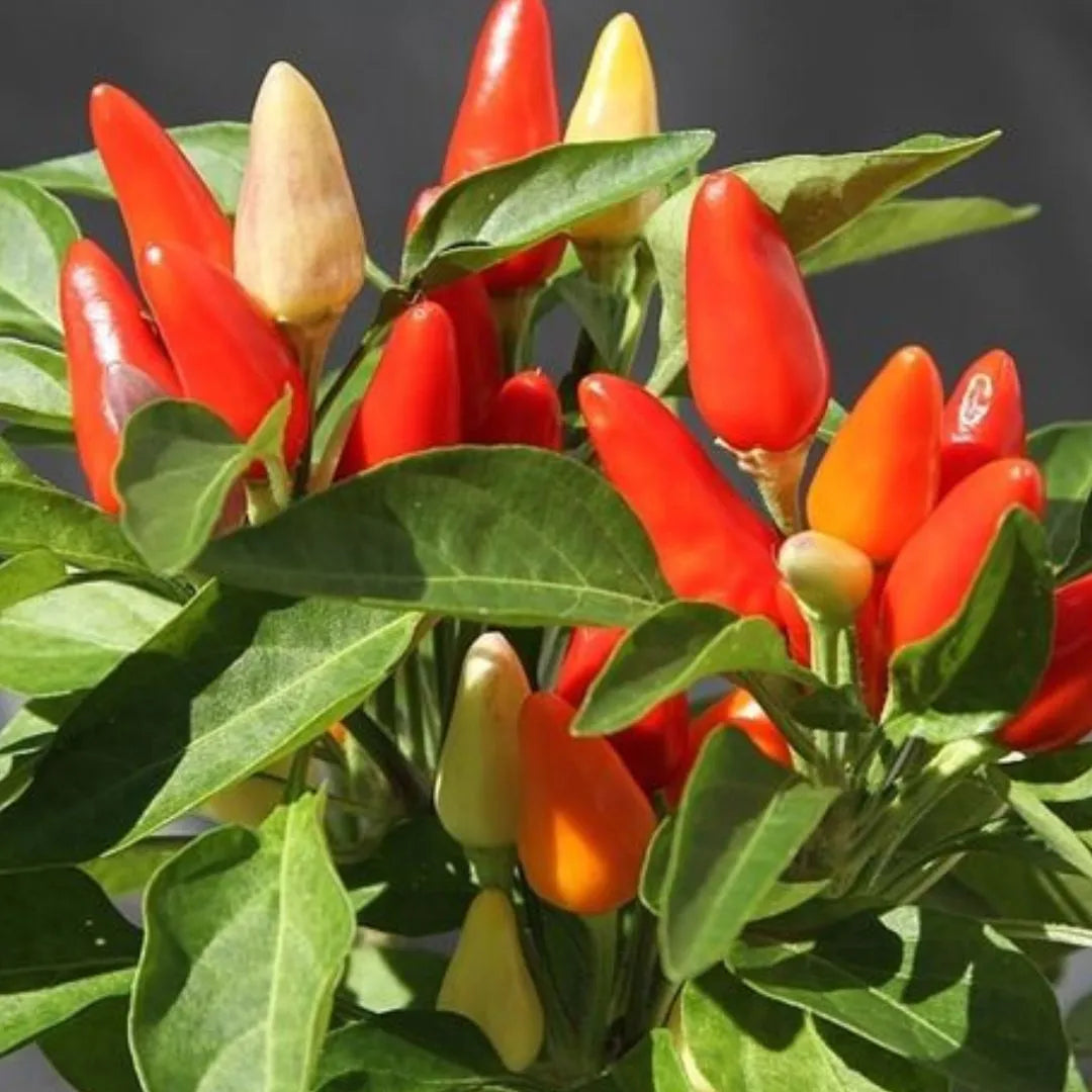 Primo piano Capsicum ornamentale con frutti rossi, arancio e gialli tra foglie verdi lucide

