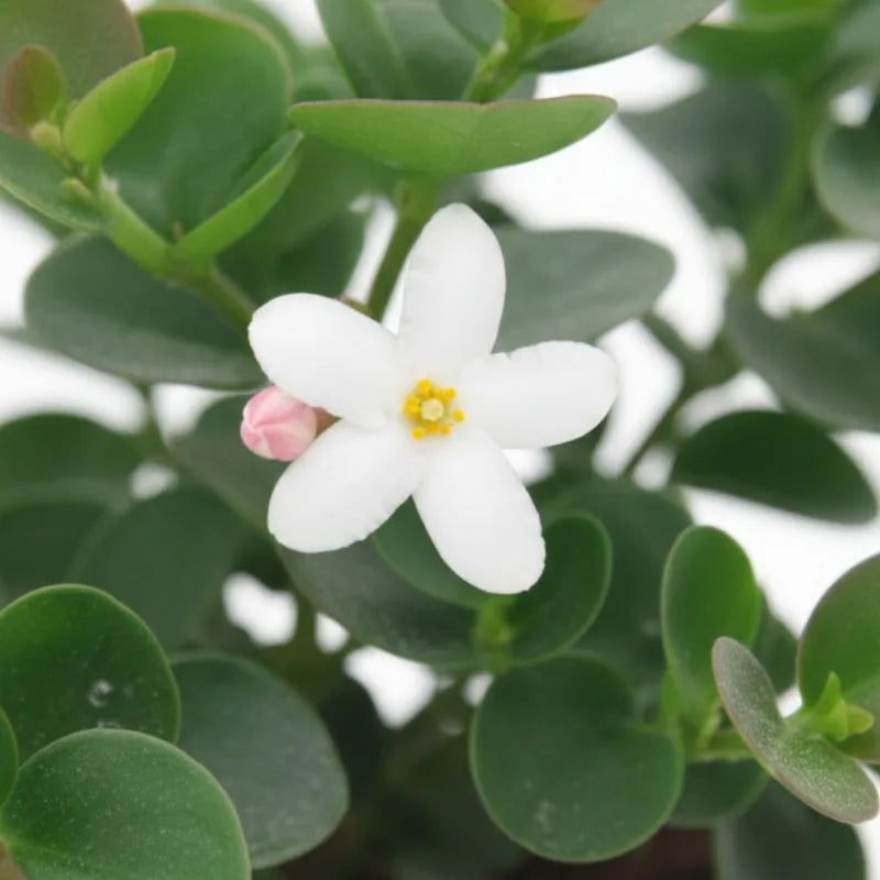 dettaglio dei fiori e delle foglie della pianta 