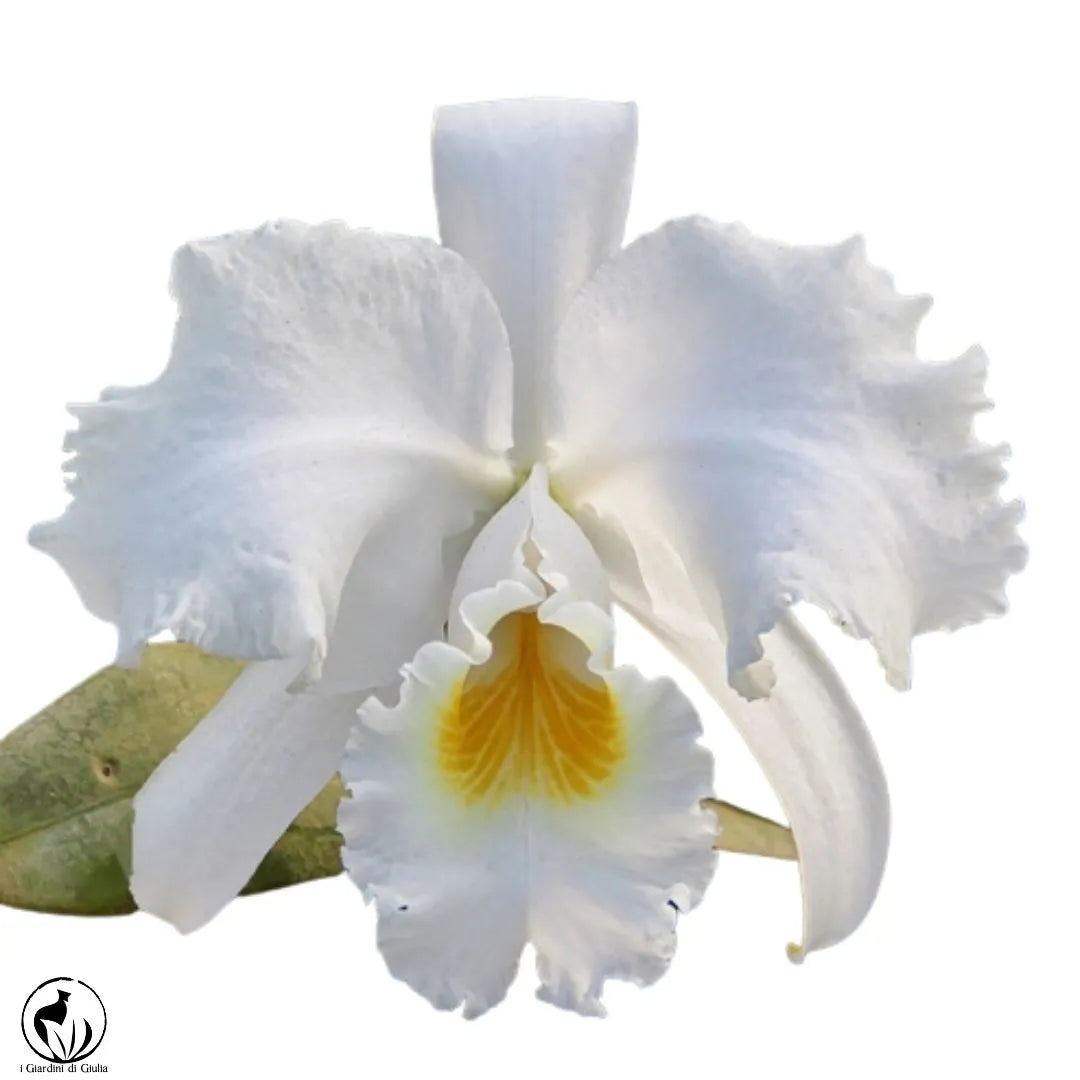Orchidea Cattleya - i Giardini di Giulia  