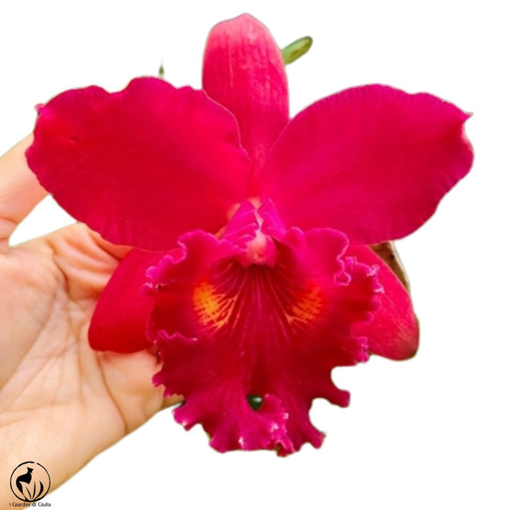 Orchidea Cattleya - i Giardini di Giulia  