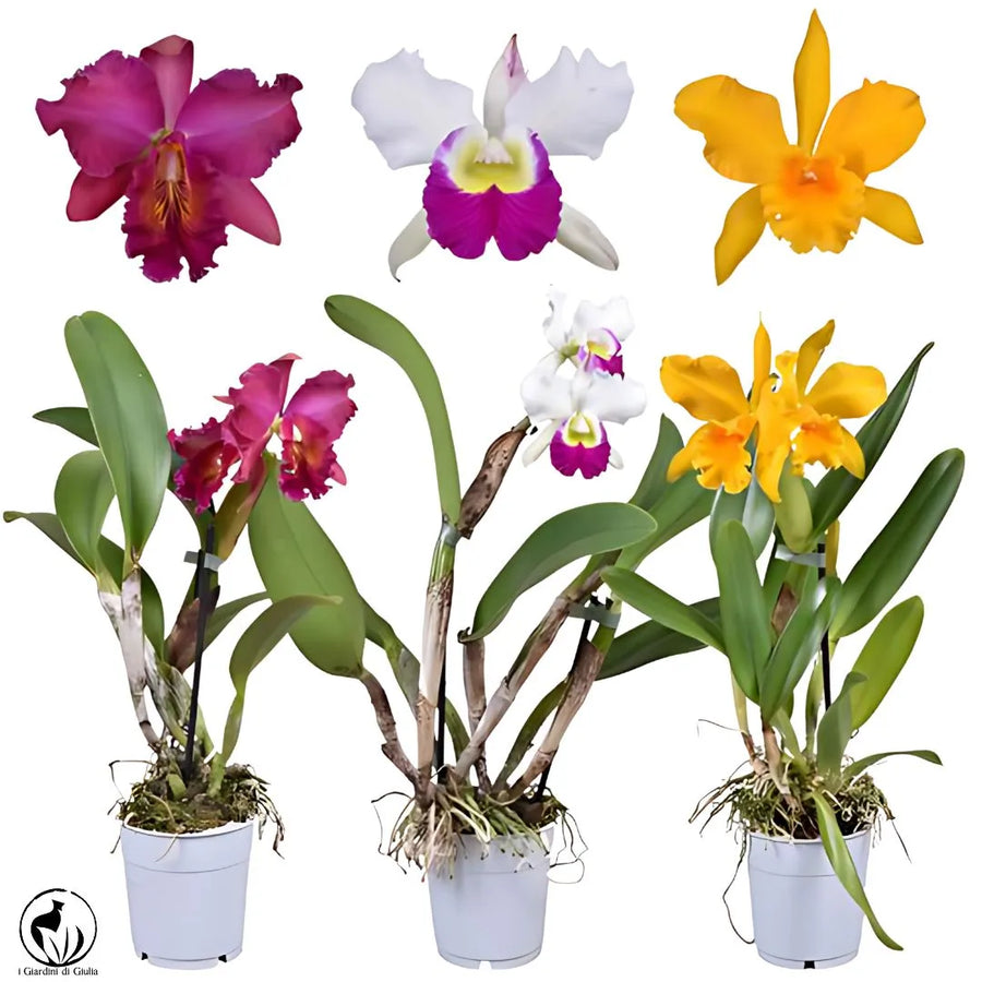 Orchidea Cattleya - i Giardini di Giulia  